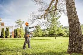 Best Palm Tree Trimming  in North Bellmore, NY