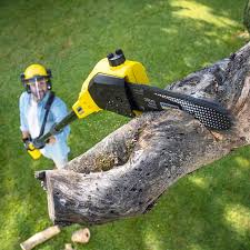 How Our Tree Care Process Works  in  North Bellmore, NY