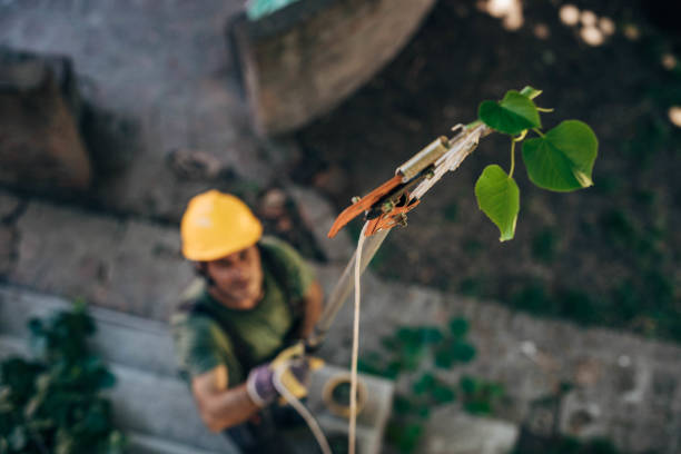 Best Tree Maintenance Programs  in North Bellmore, NY