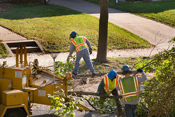 Reliable North Bellmore, NY Tree Removal Solutions