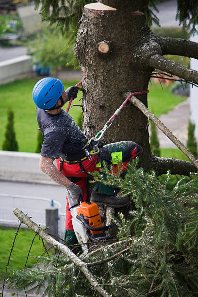 Best Arborist Consultation Services  in North Bellmore, NY